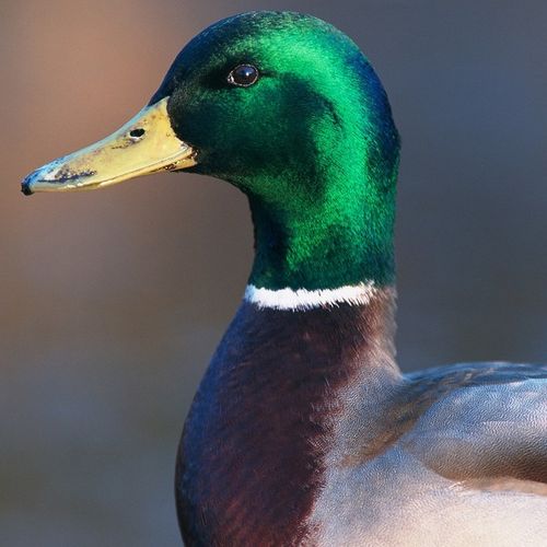 Jed Shermer profile picture